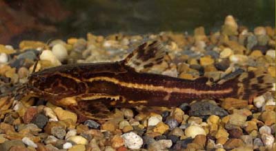 ACANTHODORAS SPINOSISSIMUS